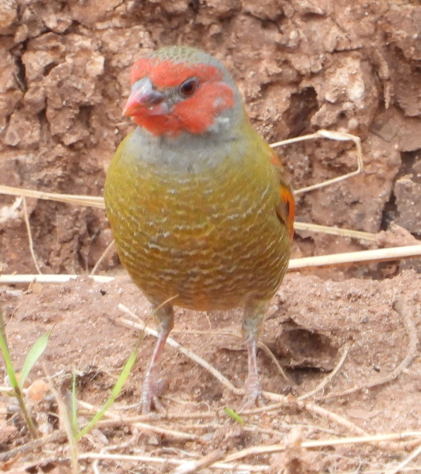 Orange-Winged Pytilia (Pytilia afra)