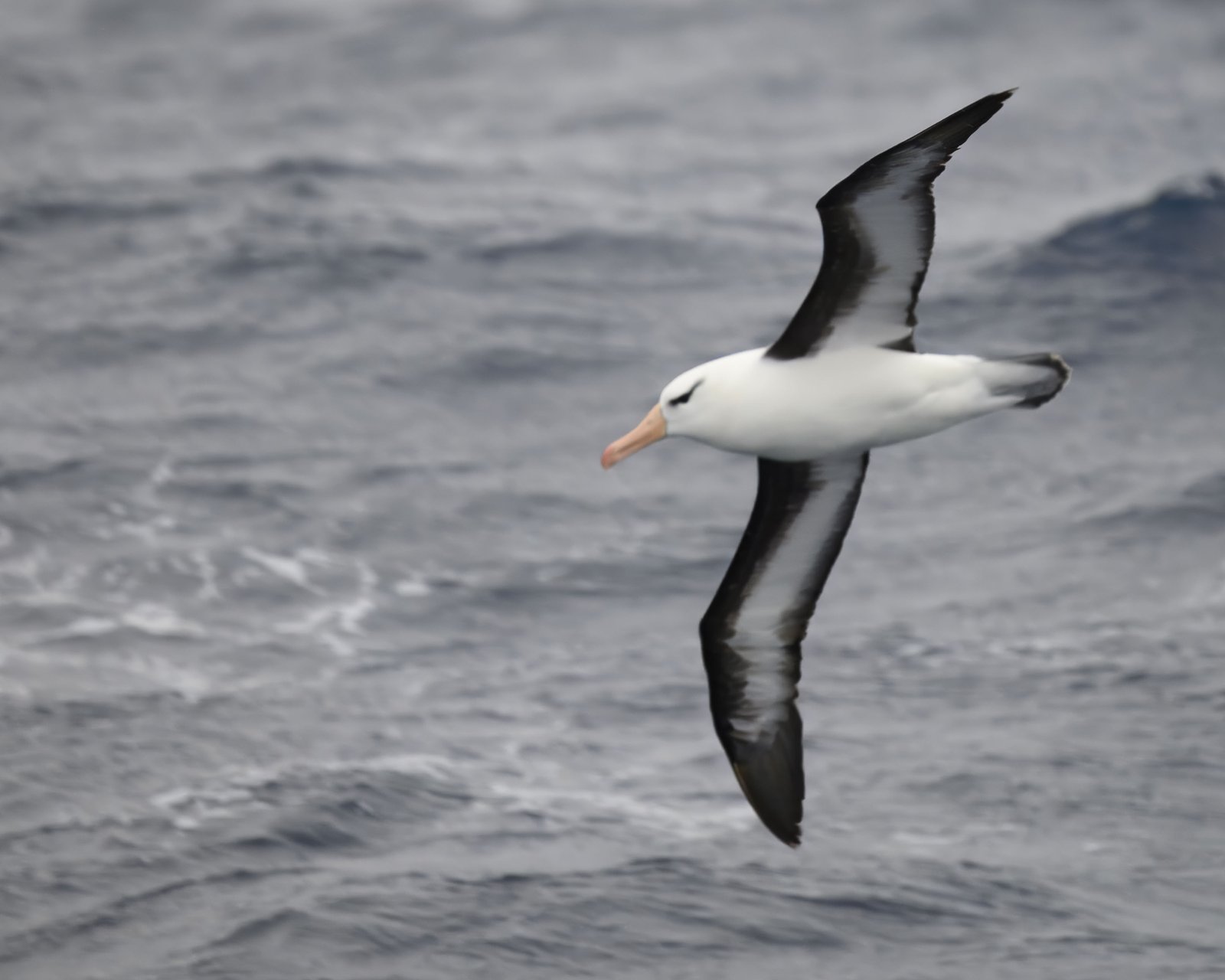 Black-Browed Albatross (Thalassarche melanophris)