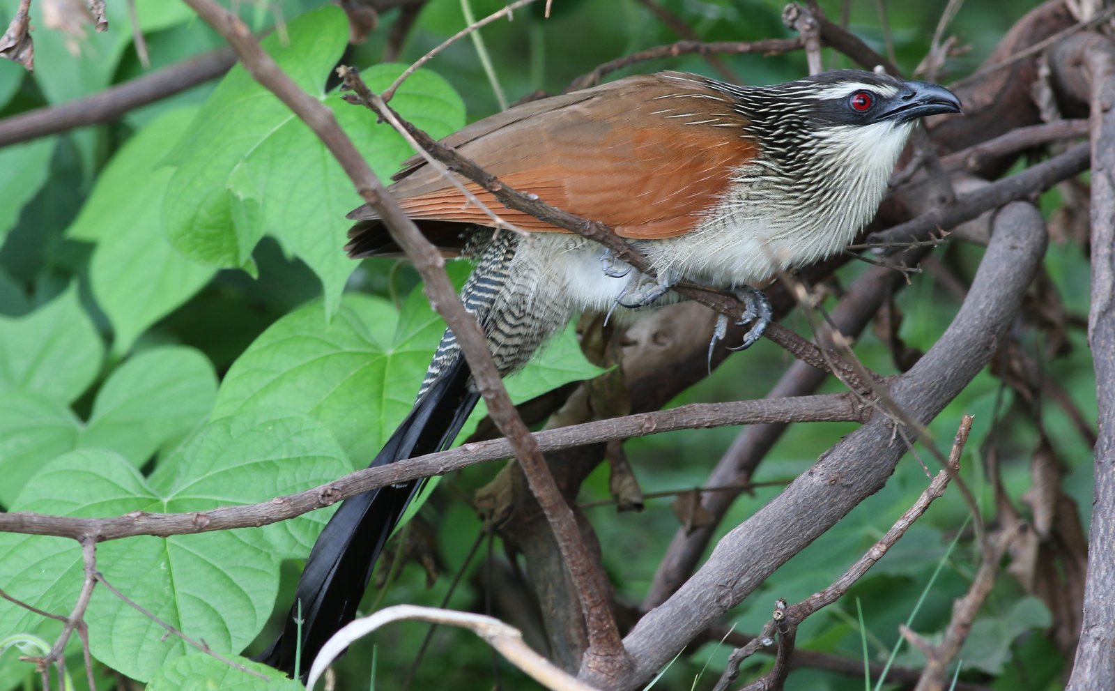 White-Browed Coucal (Centropus superciliosus)