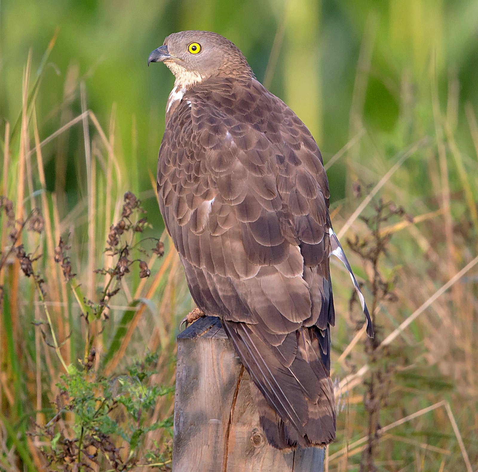 European Honey Buzzard (Pernis apivorus)