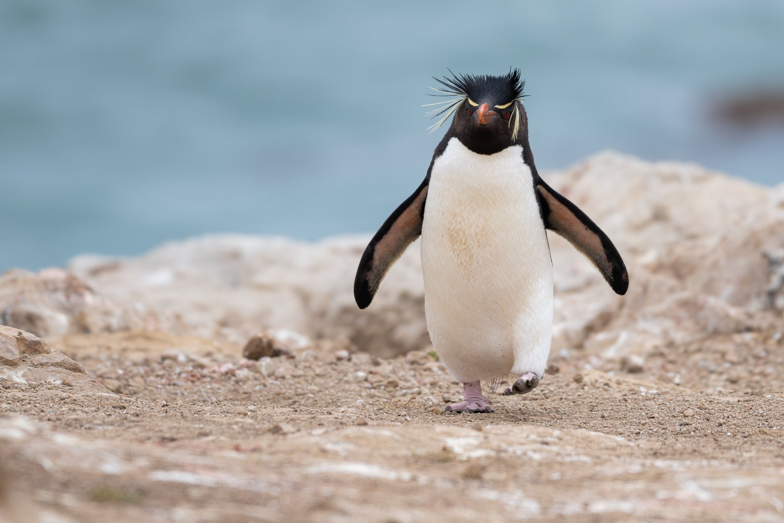 Western Rockhopper Penguin (Eudyptes chrysocome)