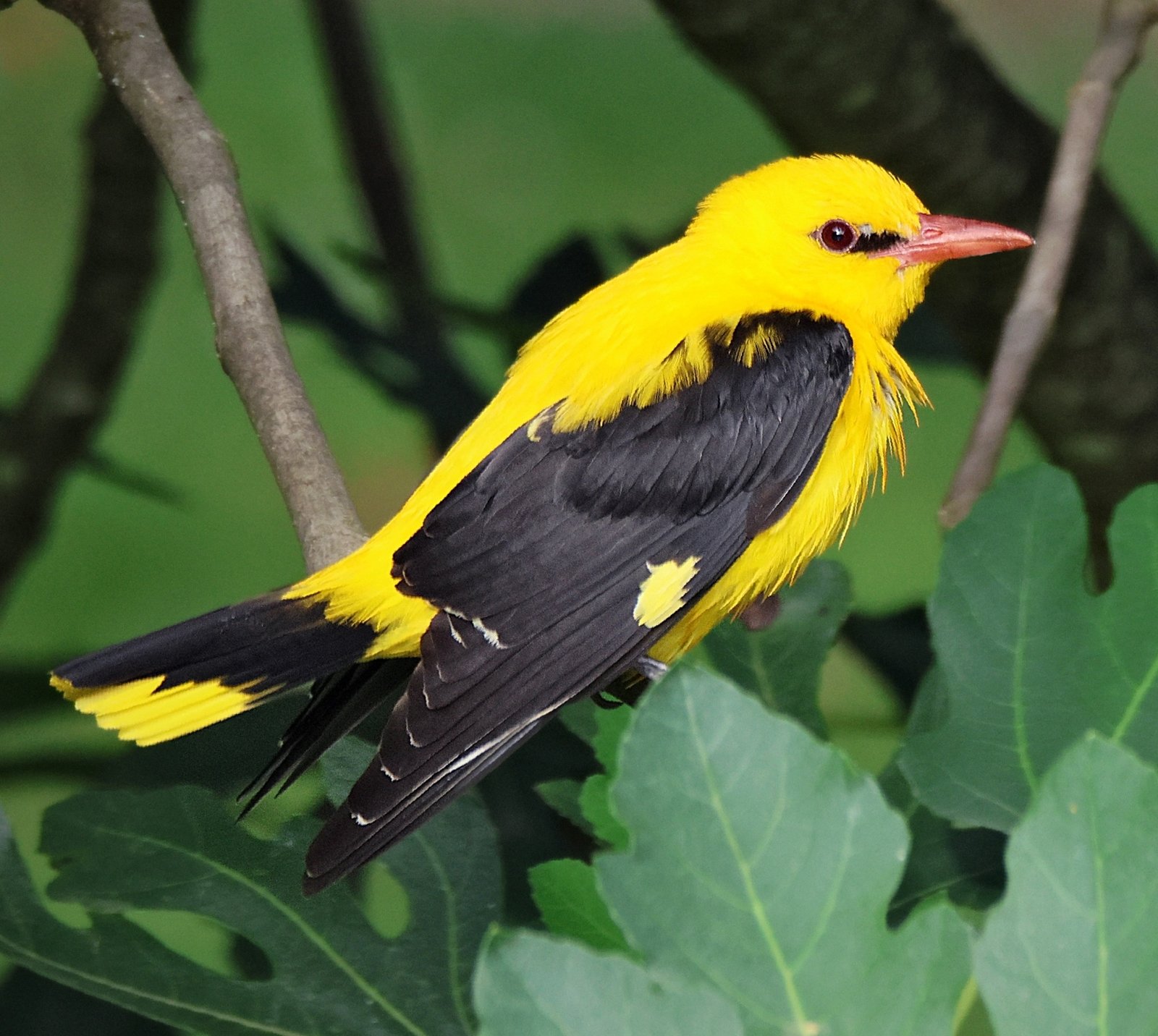 Eurasian Golden Oriole (Oriolus oriolus)