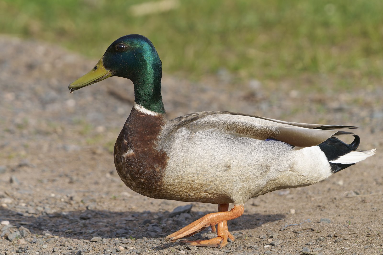 Mallard (Anas platyrhynchos)