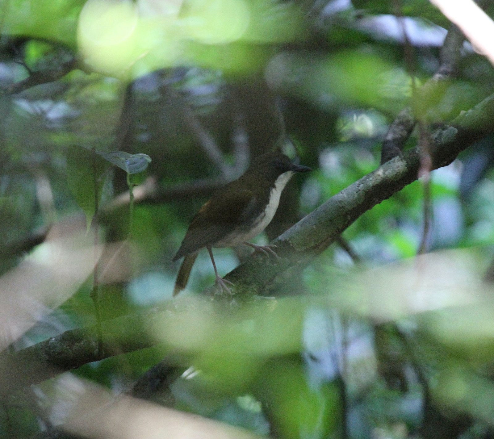 White-Chested Alethe (Chamaetylas fuelleborni)
