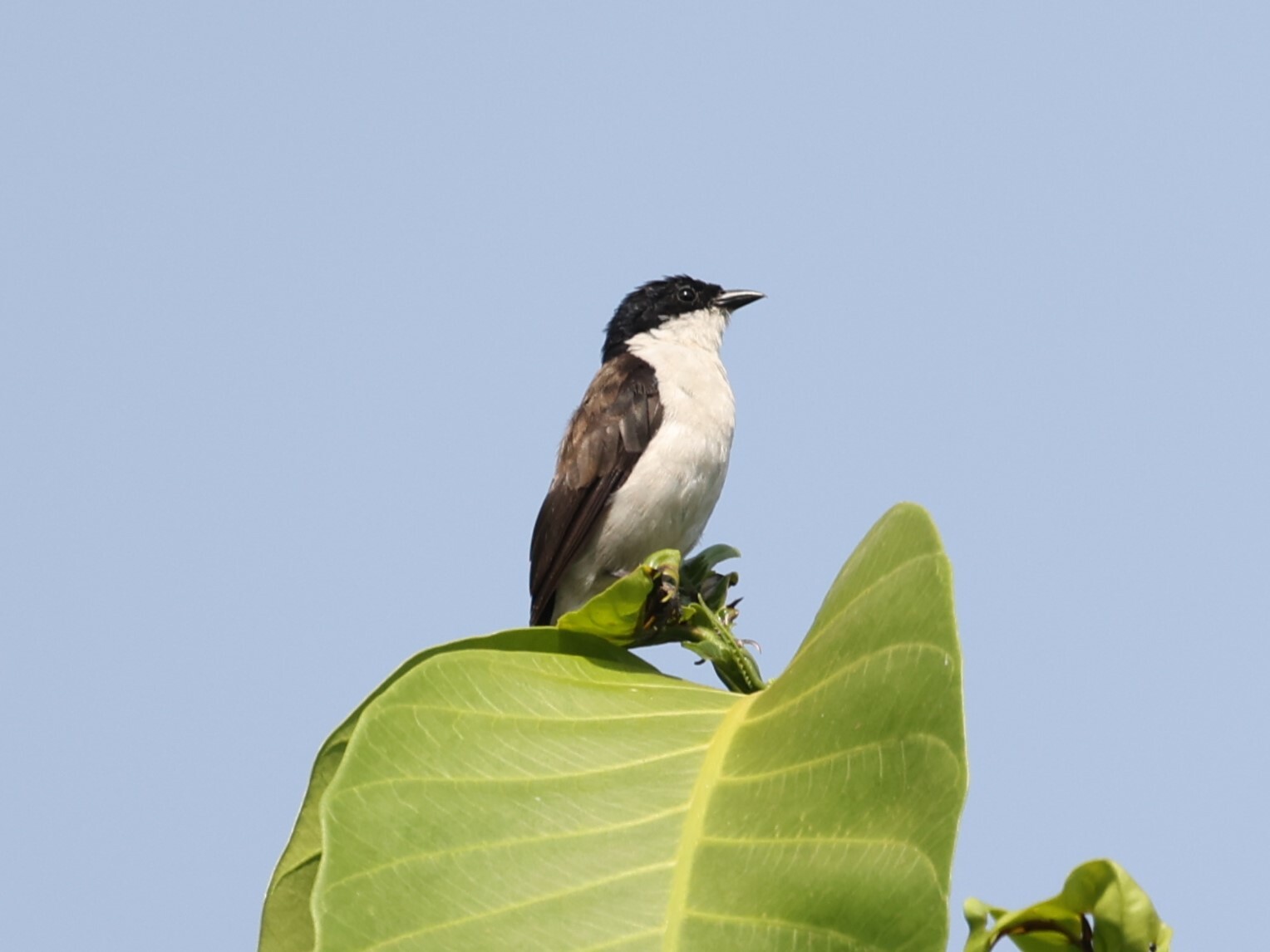 White-Breasted Nigrita (Nigrita fusconotus)