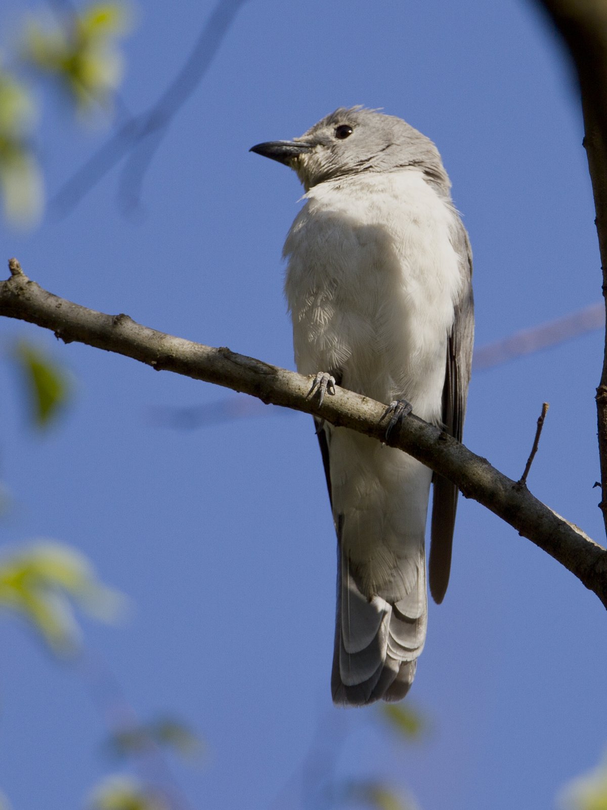 White-Breasted Cuckooshrike (Ceblepyris pectoralis)