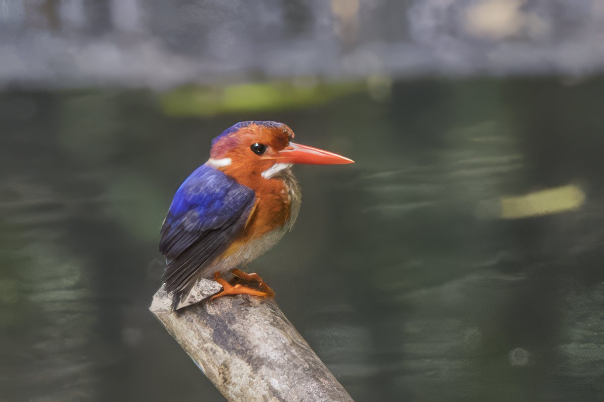 White-Bellied Kingfisher (Corythornis leucogaster)
