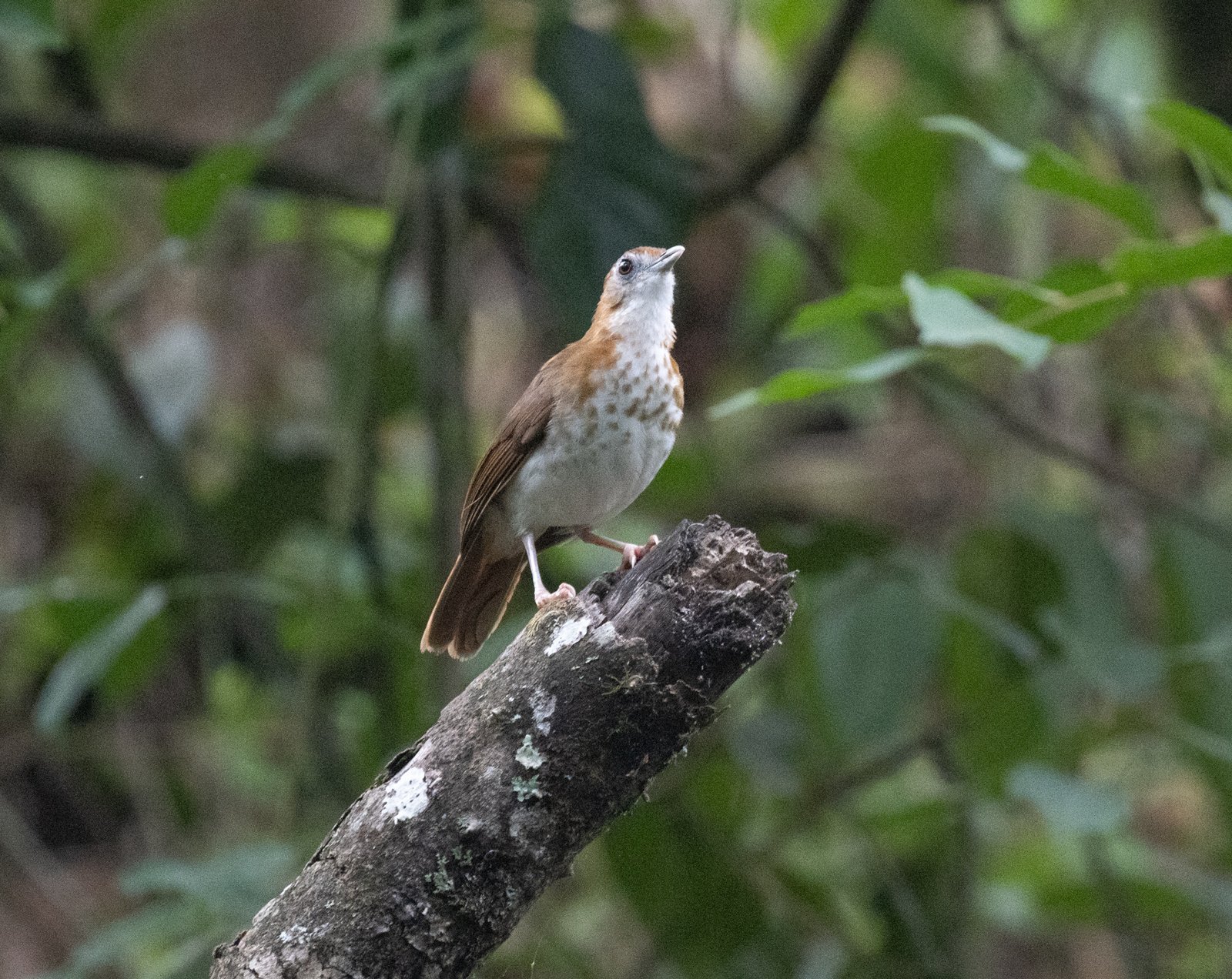 Spotted Thrush-Babbler (Illadopsis turdina)