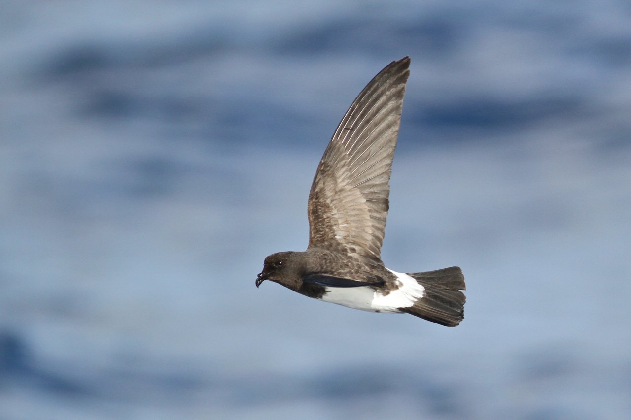 White-Bellied Storm Petrel (Fregetta grallaria)
