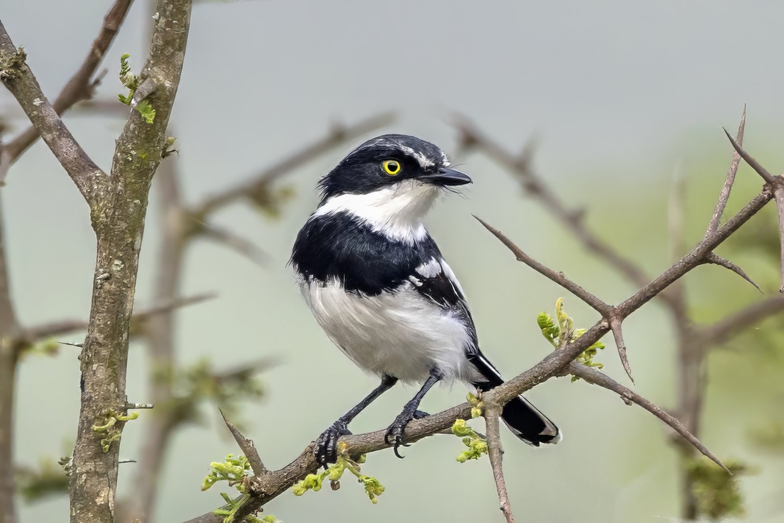 Chinspot Batis (Batis molitor)