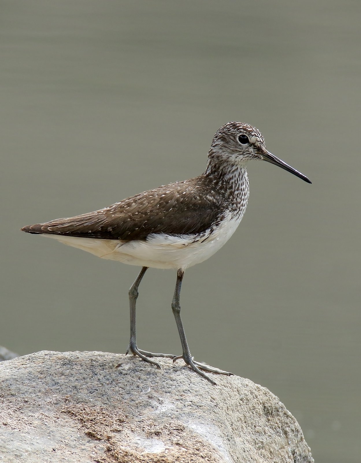Green Sandpiper (Tringa ochropus)