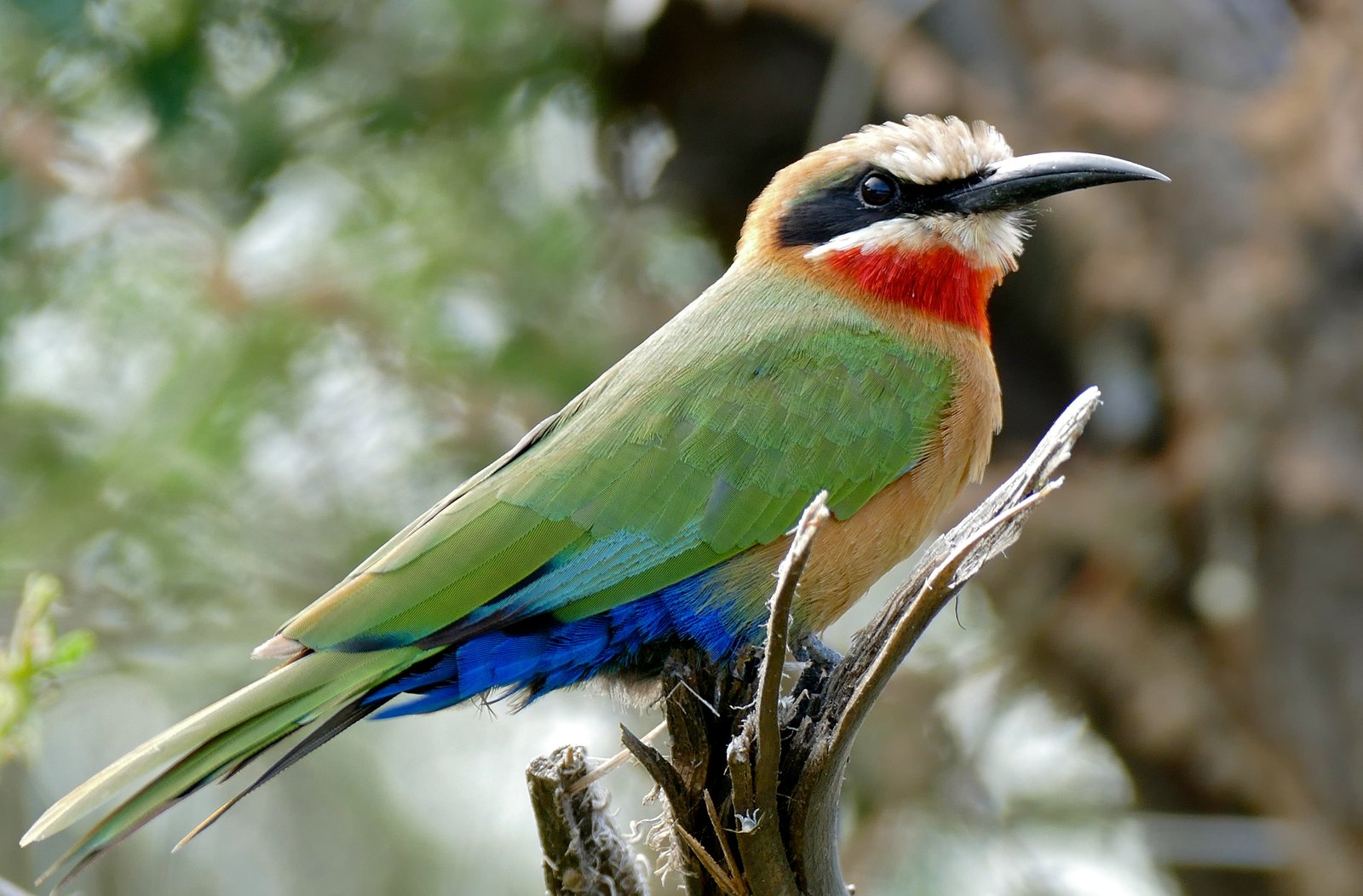 White-Fronted Bee-Eater (Merops bullockoides)