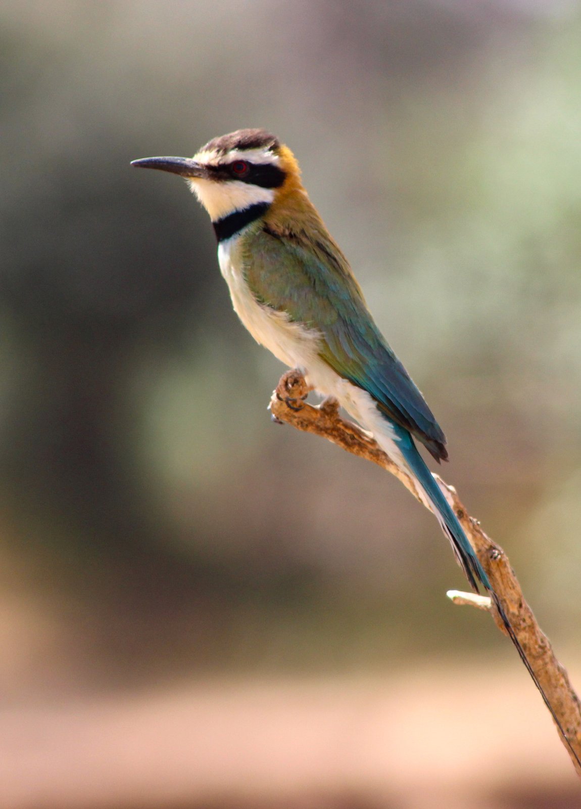 White-Throated Bee-Eater (Merops albicollis)