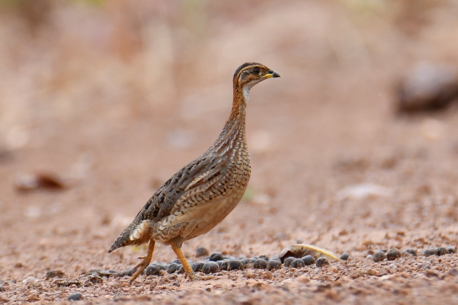 White-Throated Francolin (Campocolinus albogularis)