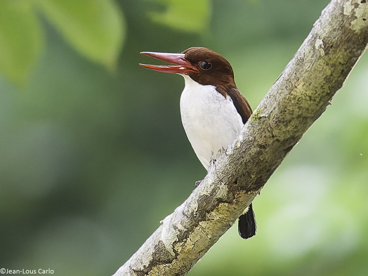 Chocolate-Backed Kingfisher (Halcyon badia)