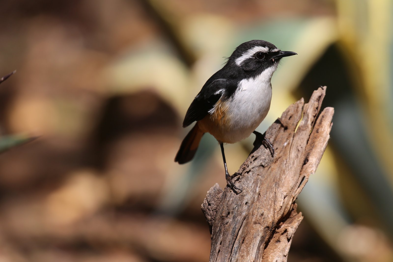 White-Throated Robin-Chat (Dessonornis humeralis)