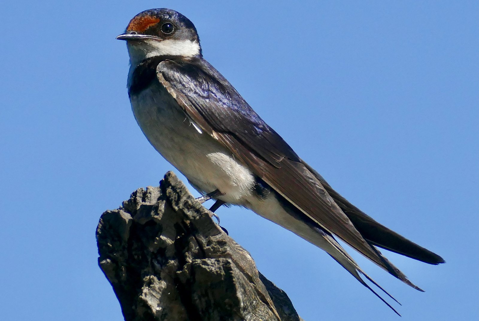 White-Throated Swallow (Hirundo albigularis)