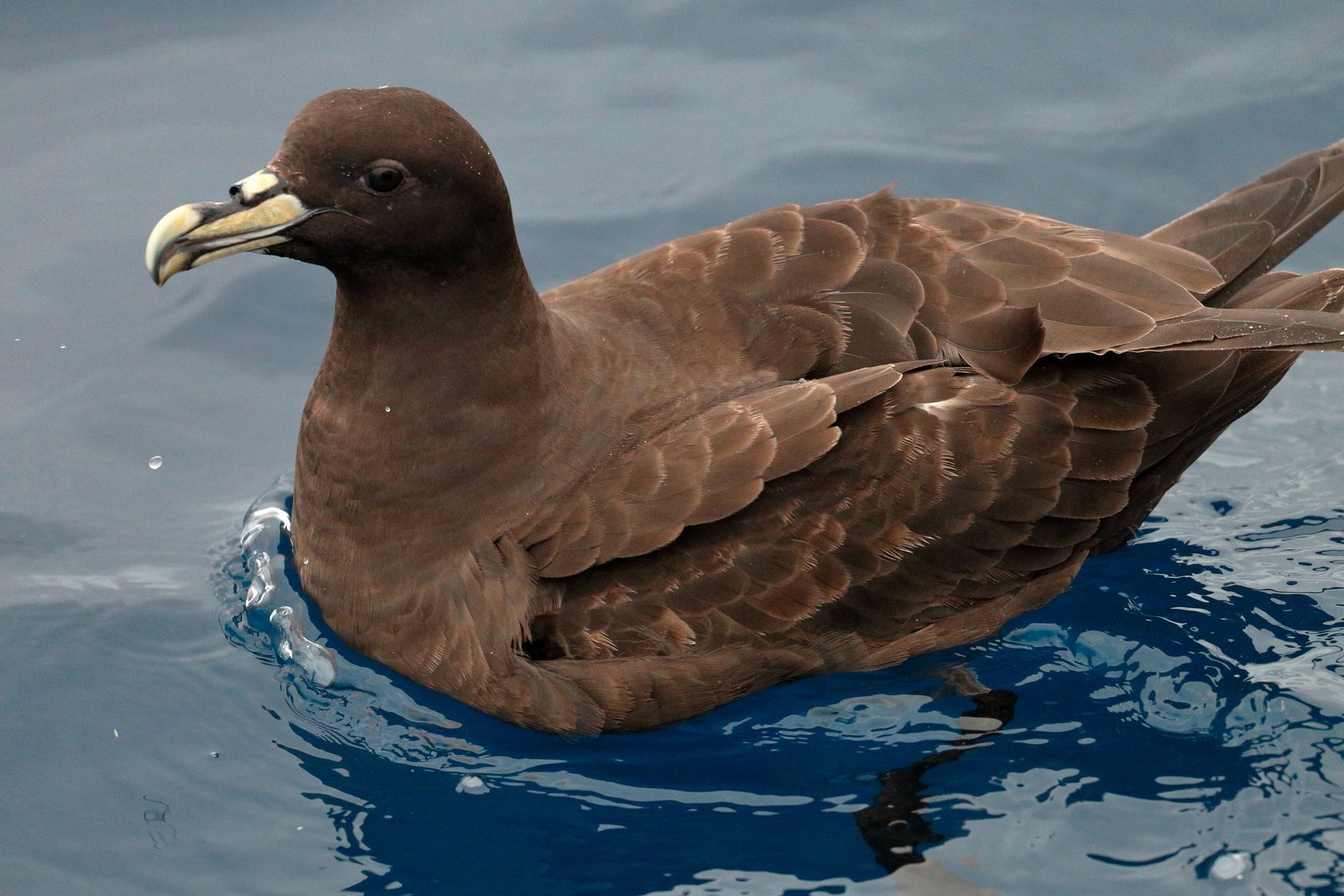 White-Chinned Petrel (Procellaria aequinoctialis)