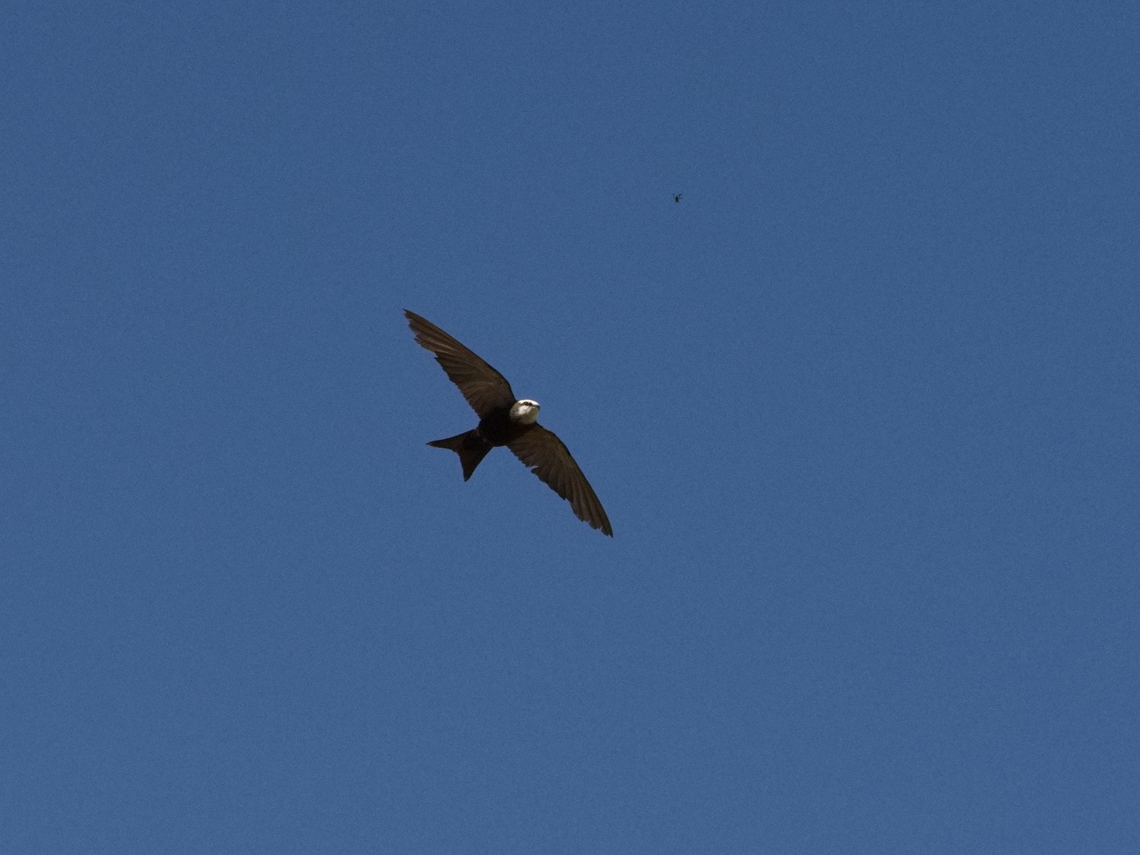 White-Headed Saw-Wing (Psalidoprocne albiceps)