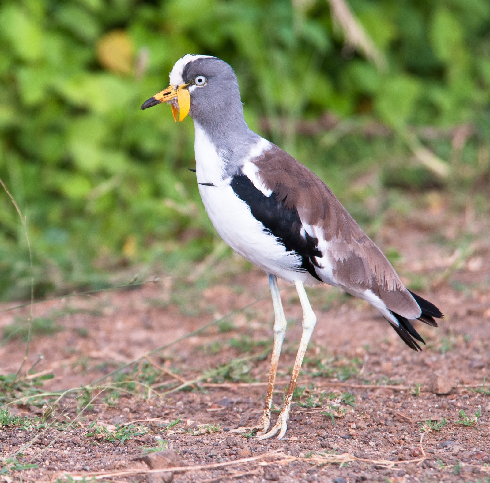 White-Crowned Lapwing (Vanellus albiceps)