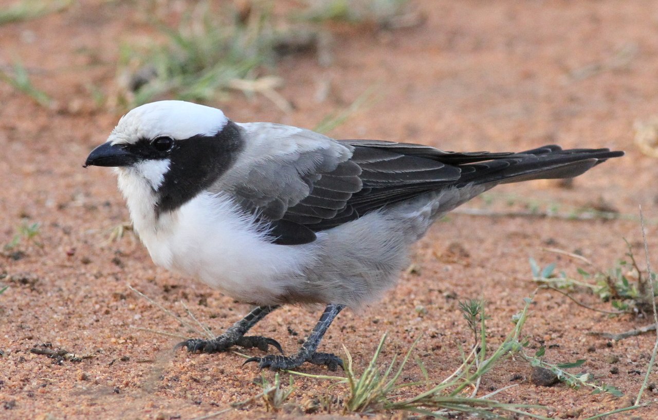 Southern White-Crowned Shrike (Eurocephalus anguitimens)