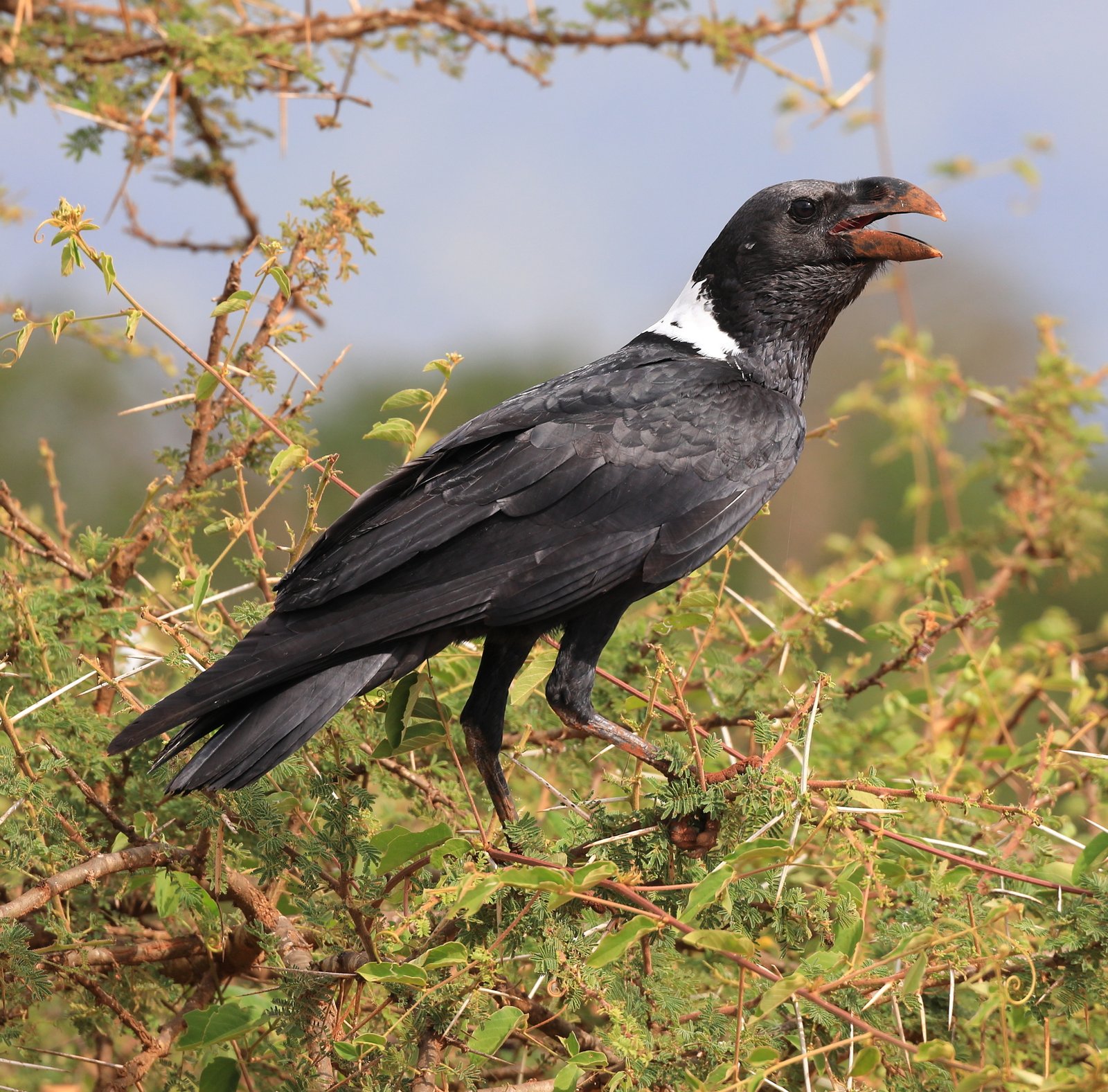 White-Necked Raven (Corvus albicollis)
