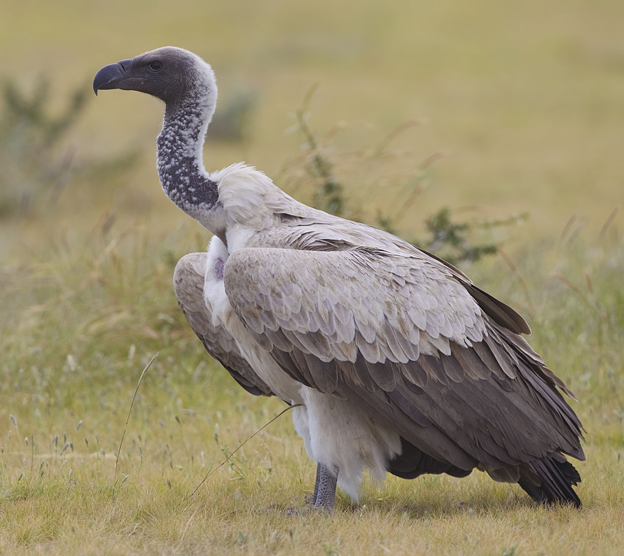 White-Backed Vulture (Gyps africanus)