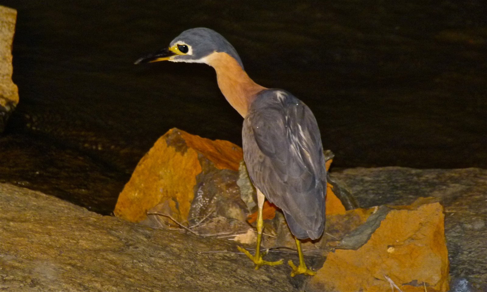White-Backed Night Heron (Calherodius leuconotus)