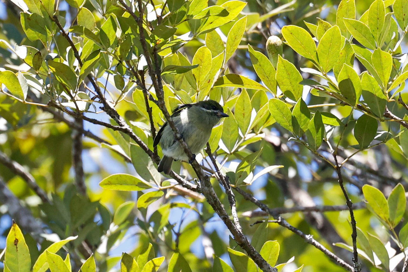Moustached Tinkerbird (Pogoniulus leucomystax)
