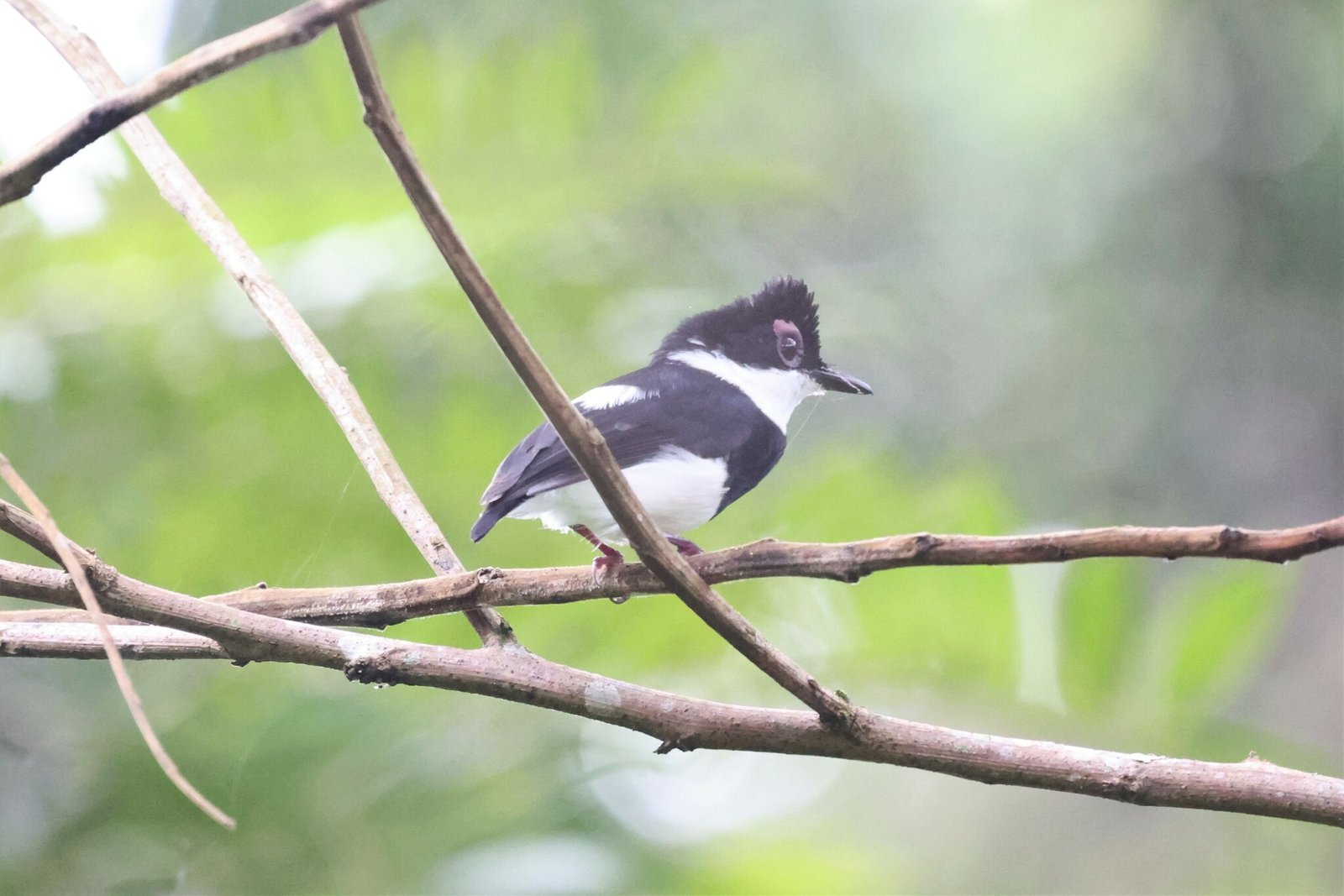Chestnut Wattle-Eye (Dyaphorophyia castanea)