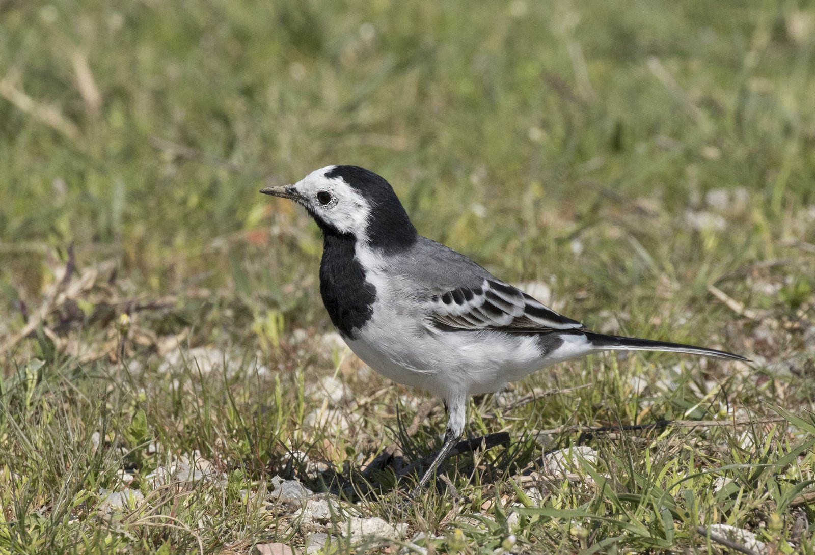 White Wagtail (Motacilla alba)