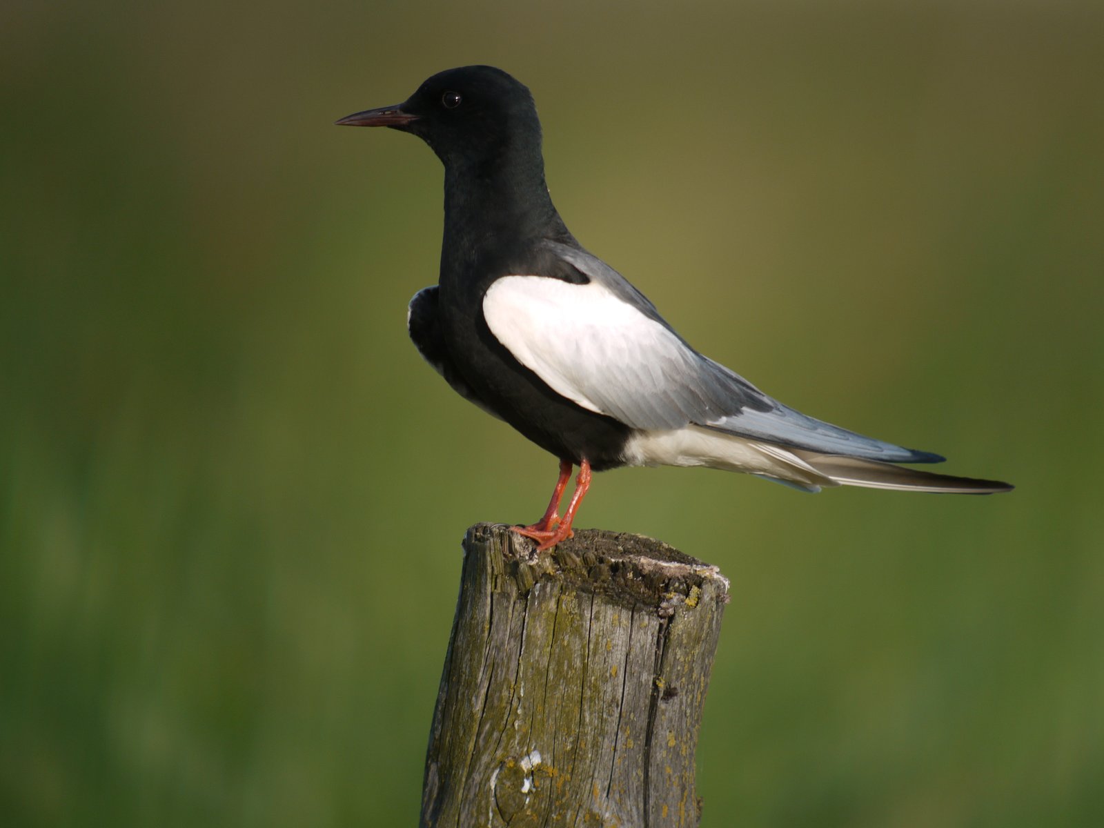 White-Winged Tern (Chlidonias leucopterus)