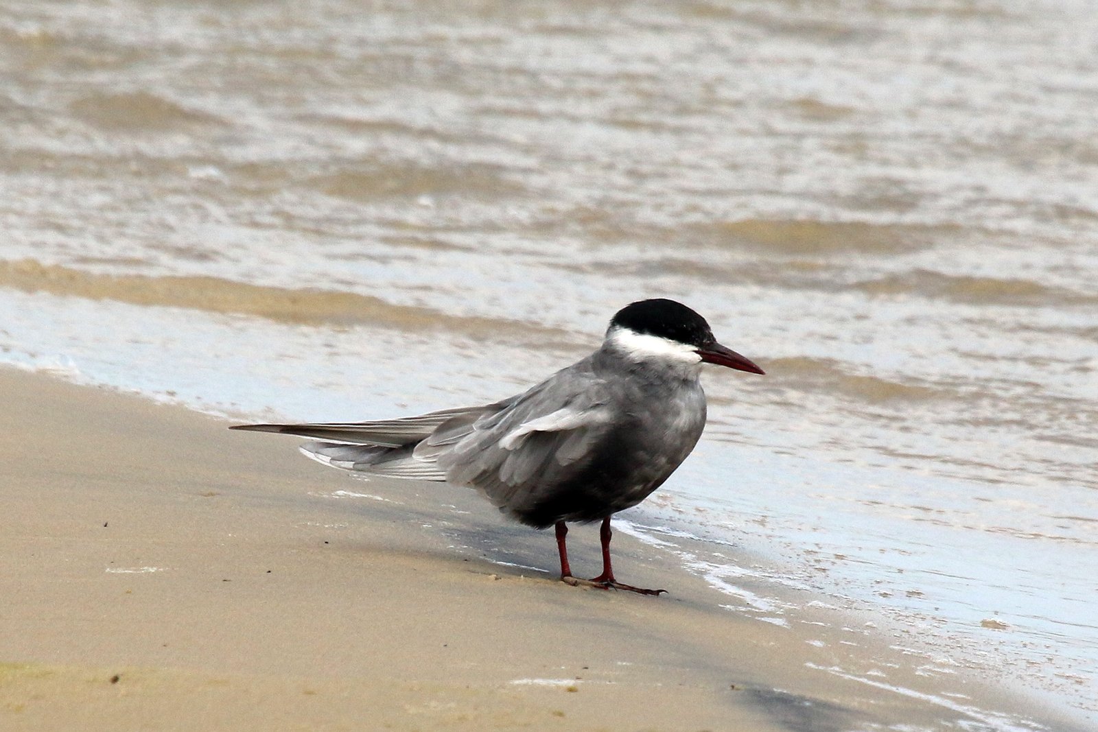 Whiskered Tern (Chlidonias hybrida)