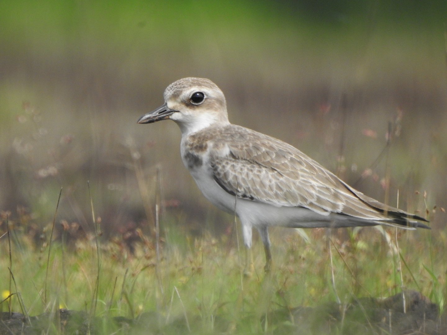 Greater Sand Plover (Anarhynchus leschenaultii)