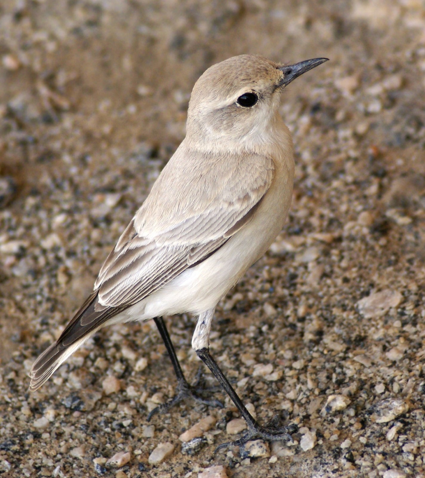 Tractrac Chat (Emarginata tractrac)
