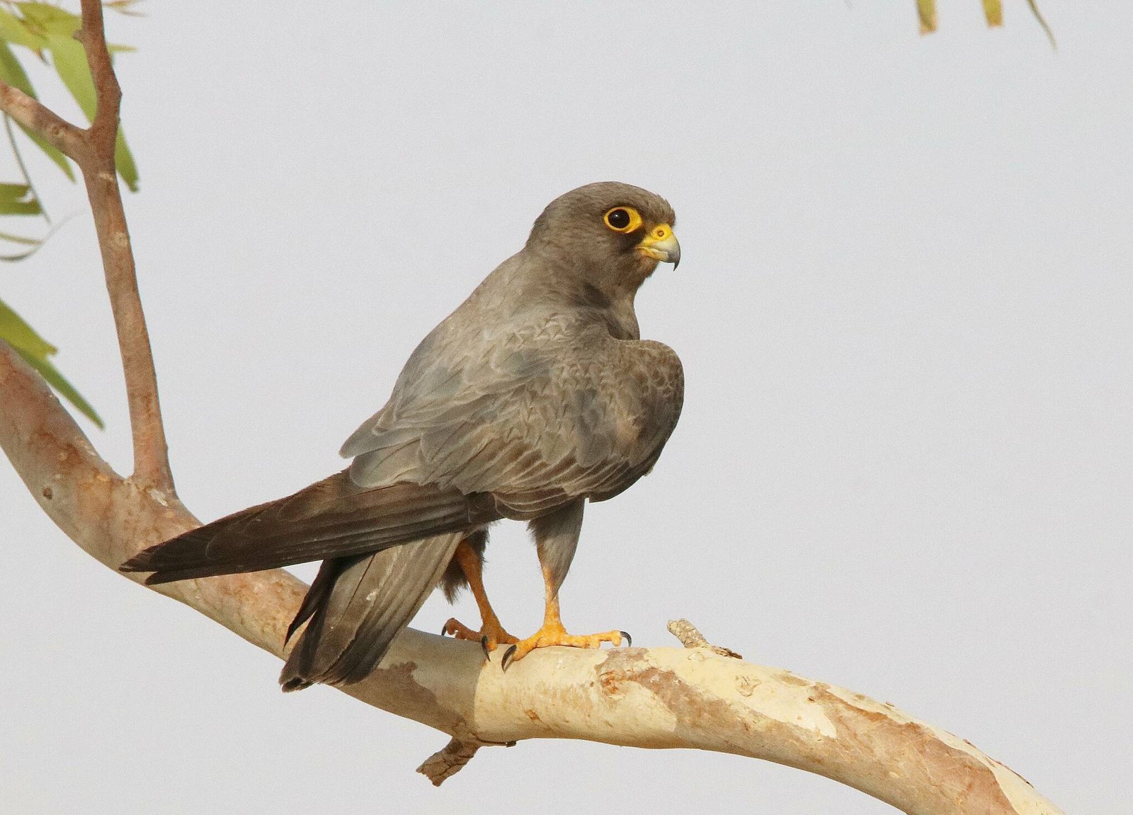 Sooty Falcon (Falco concolor)