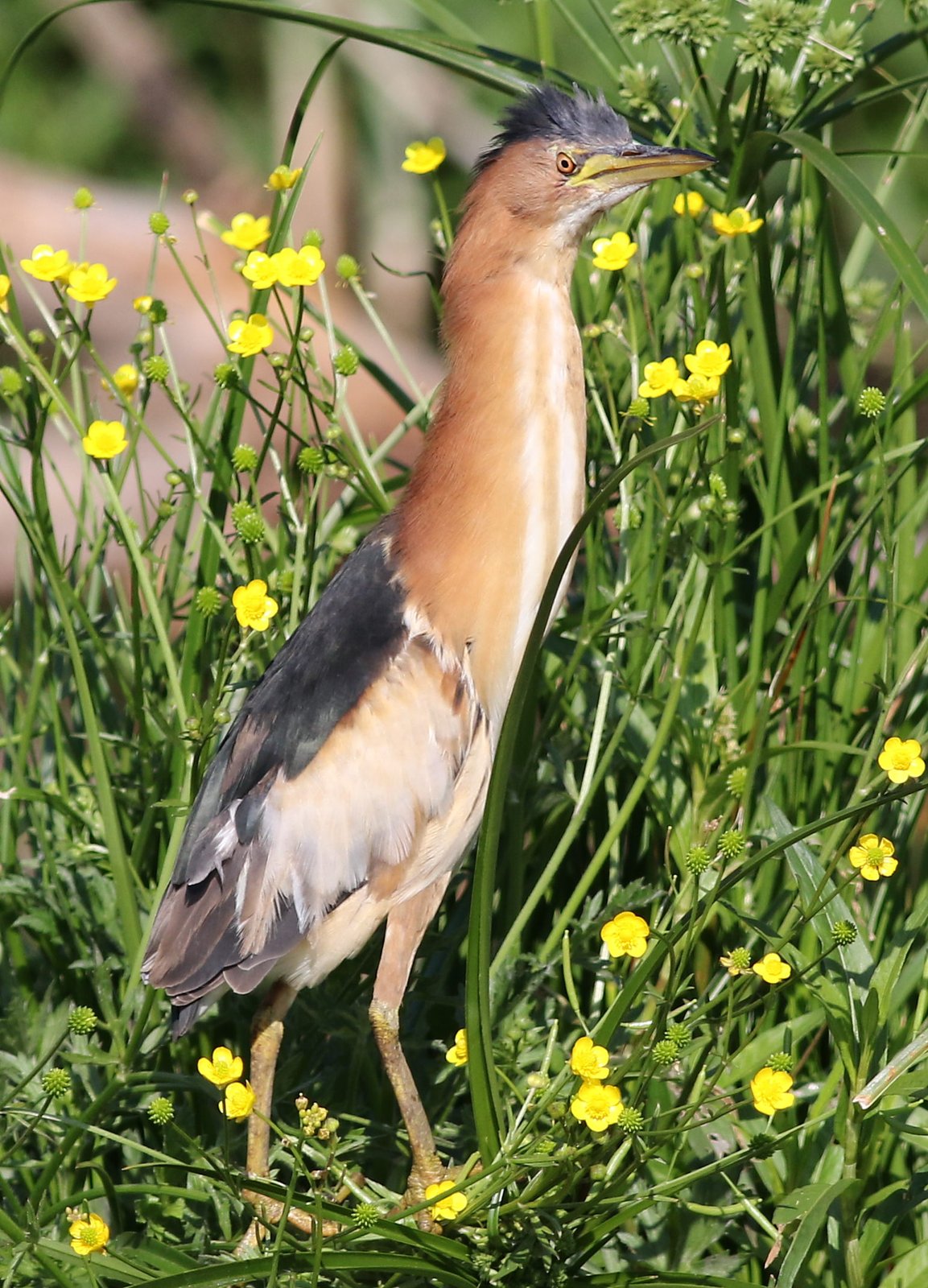 Little Bittern (Botaurus minutus)