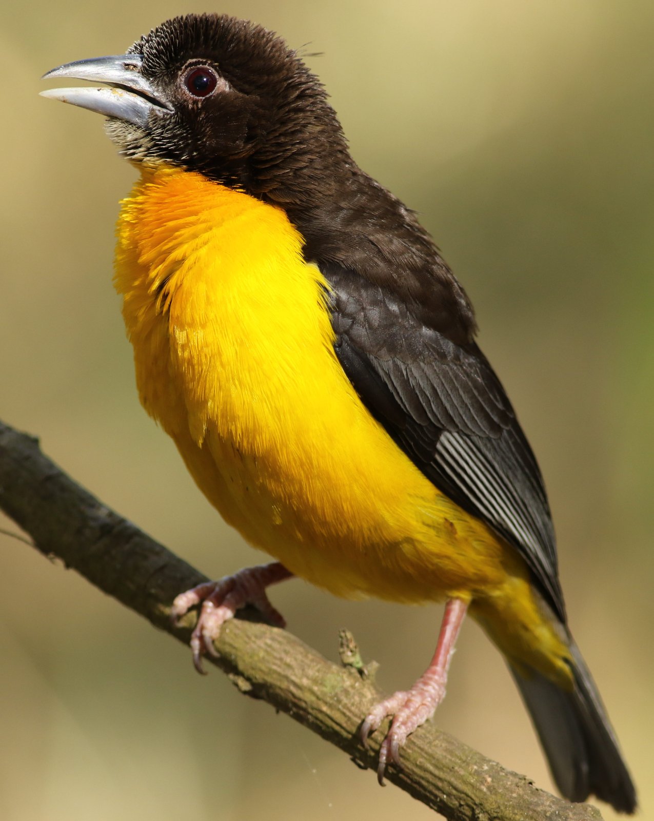 Dark-Backed Weaver (Ploceus bicolor)
