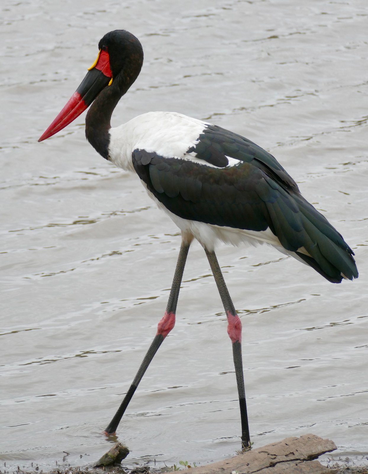 Saddle-Billed Stork (Ephippiorhynchus senegalensis)