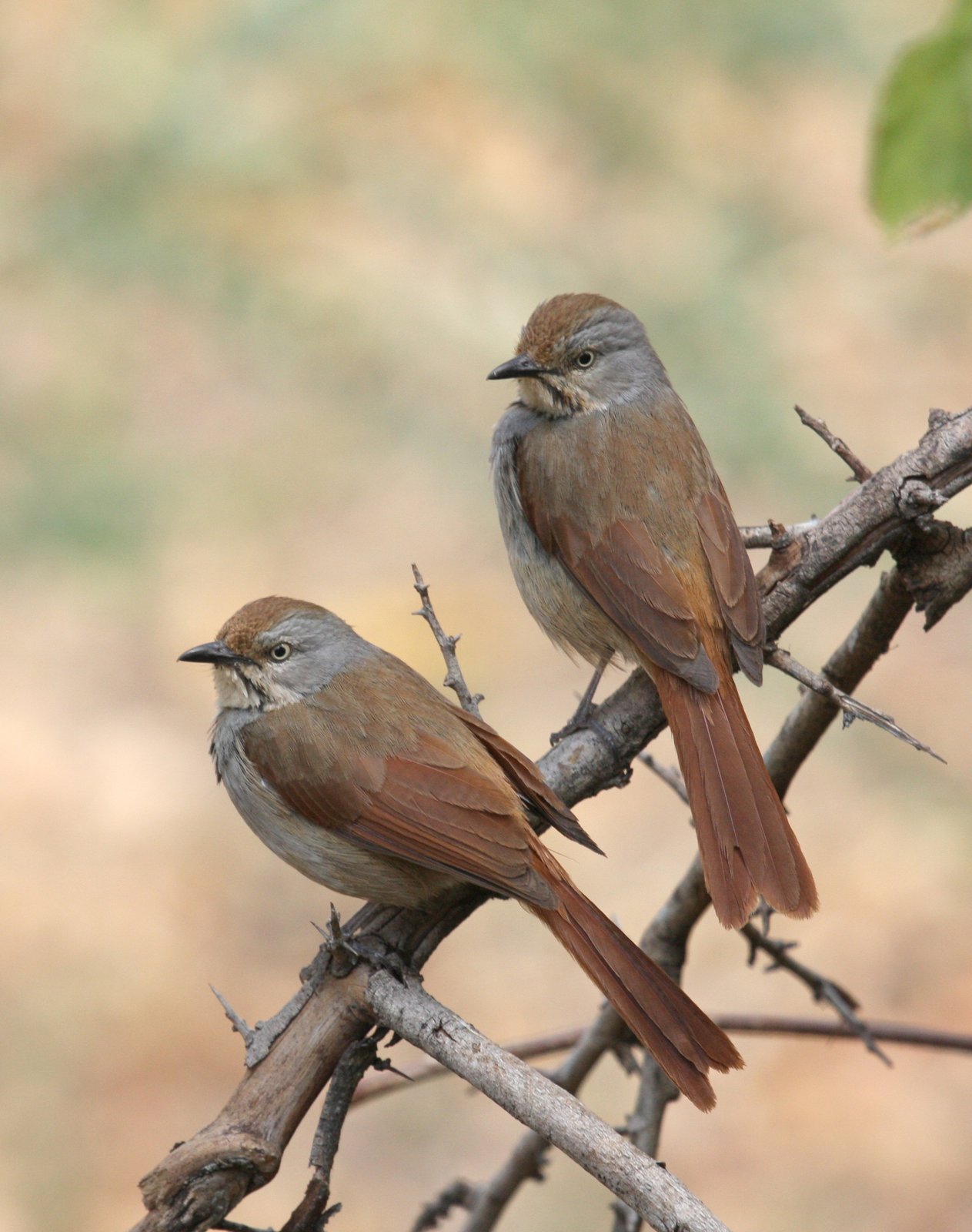 Collared Palm Thrush (Cichladusa arquata)