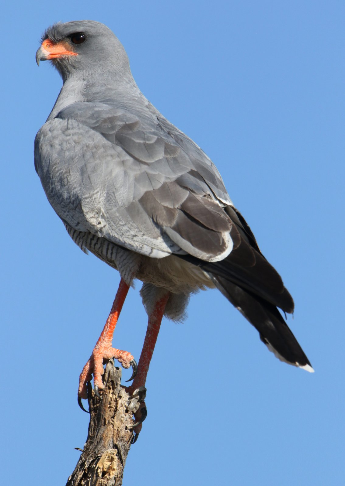 Pale Chanting Goshawk (Melierax canorus)