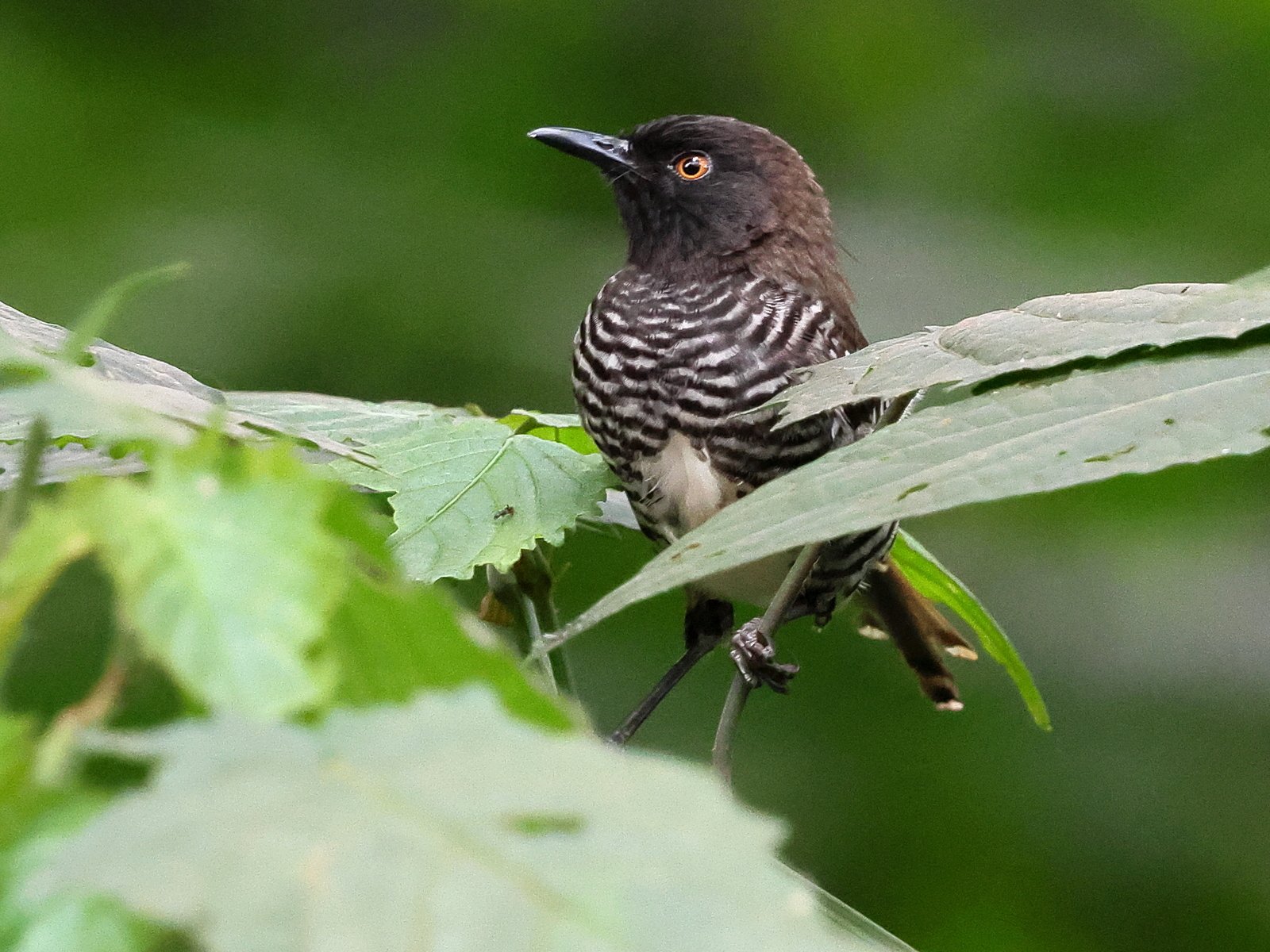 Banded Prinia (Prinia bairdii)