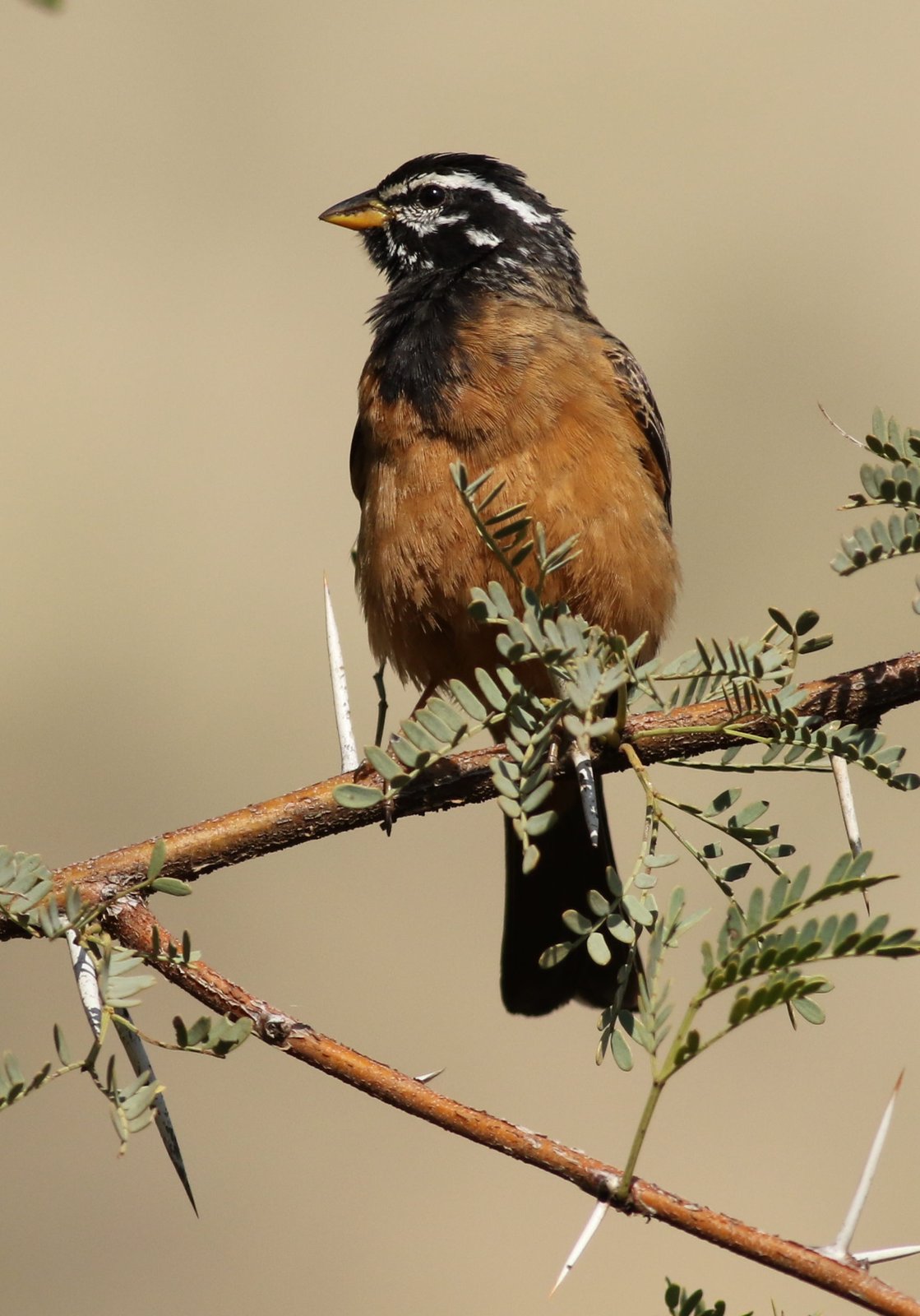 Cinnamon-Breasted Bunting (Emberiza tahapisi)