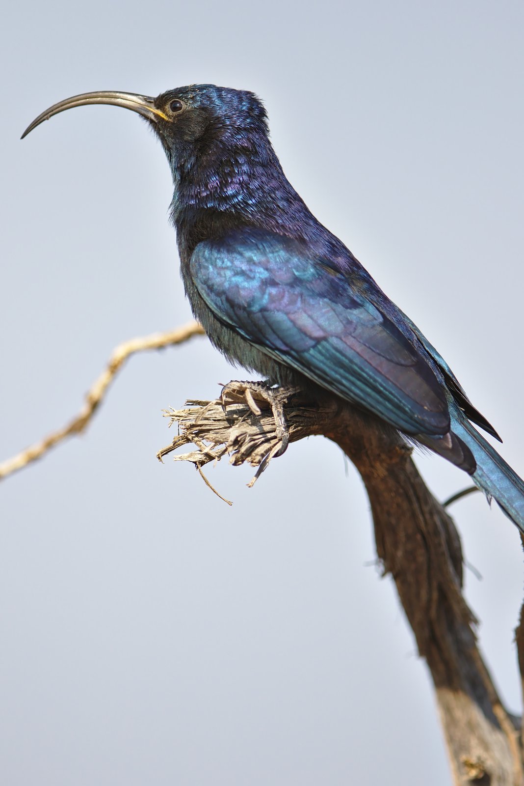Common Scimitarbill (Rhinopomastus cyanomelas)