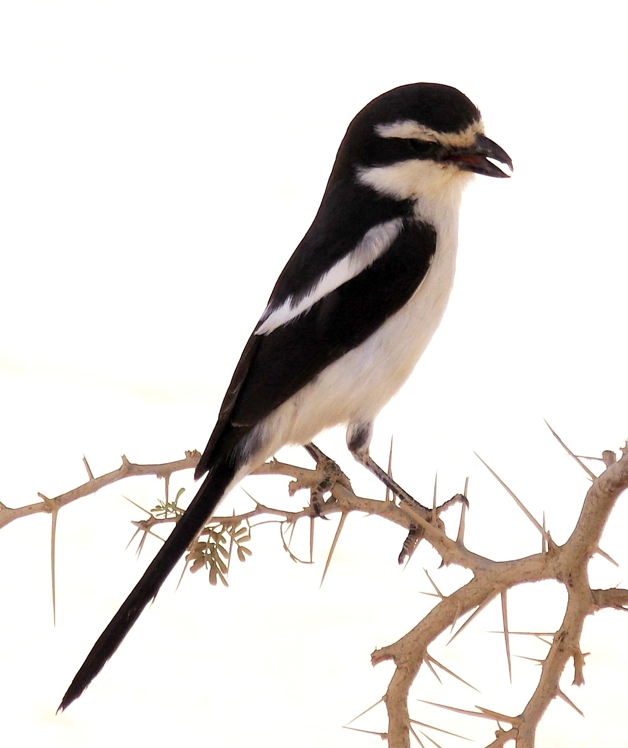 Southern Fiscal (Lanius collaris)