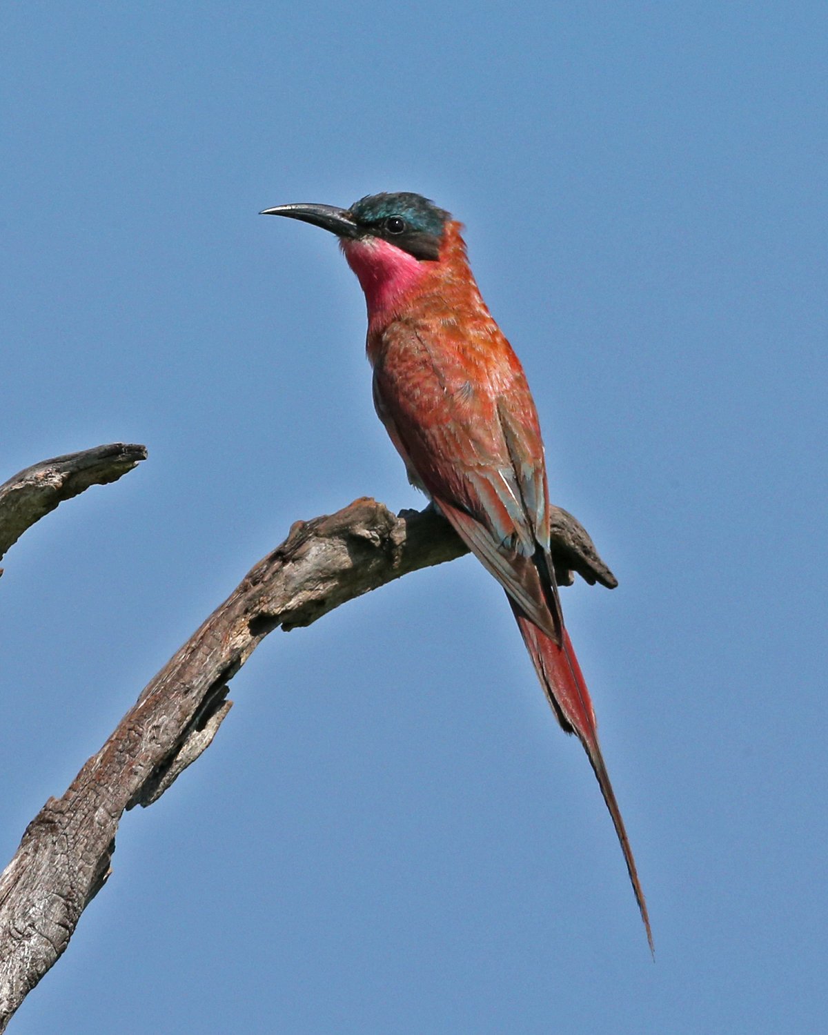 Southern Carmine Bee-Eater (Merops nubicoides)