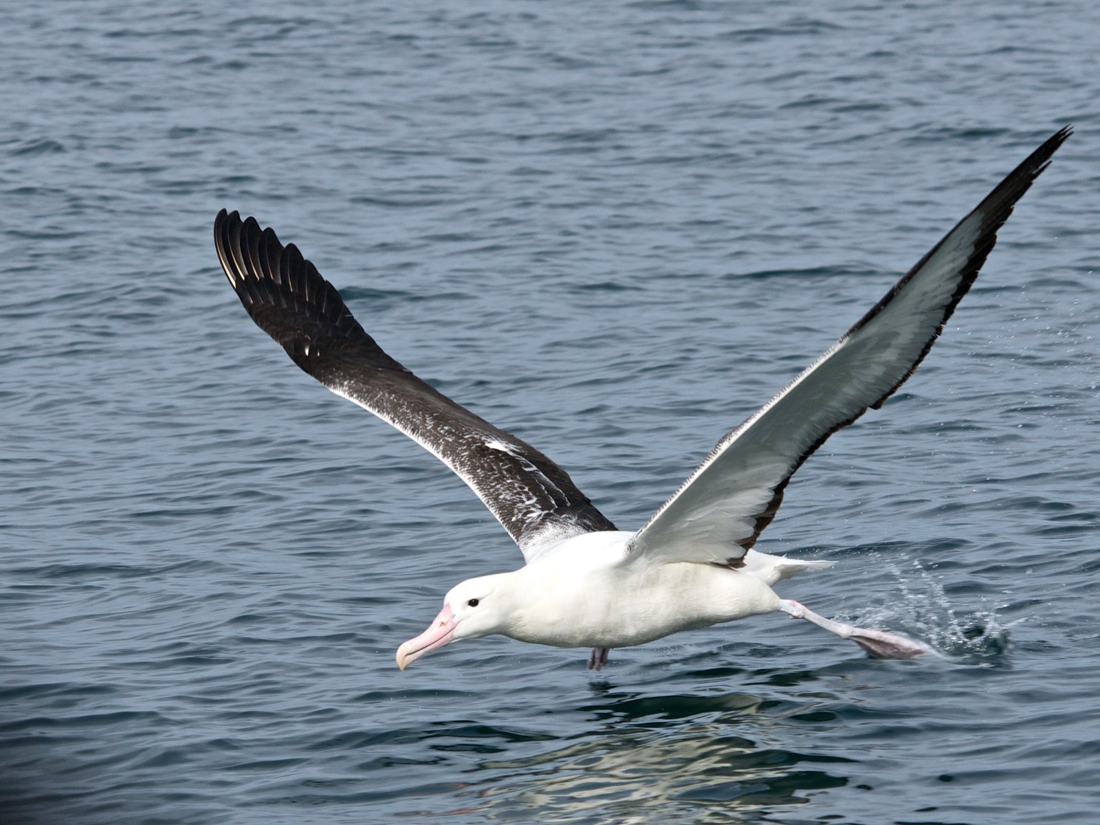 Southern Royal Albatross (Diomedea epomophora)