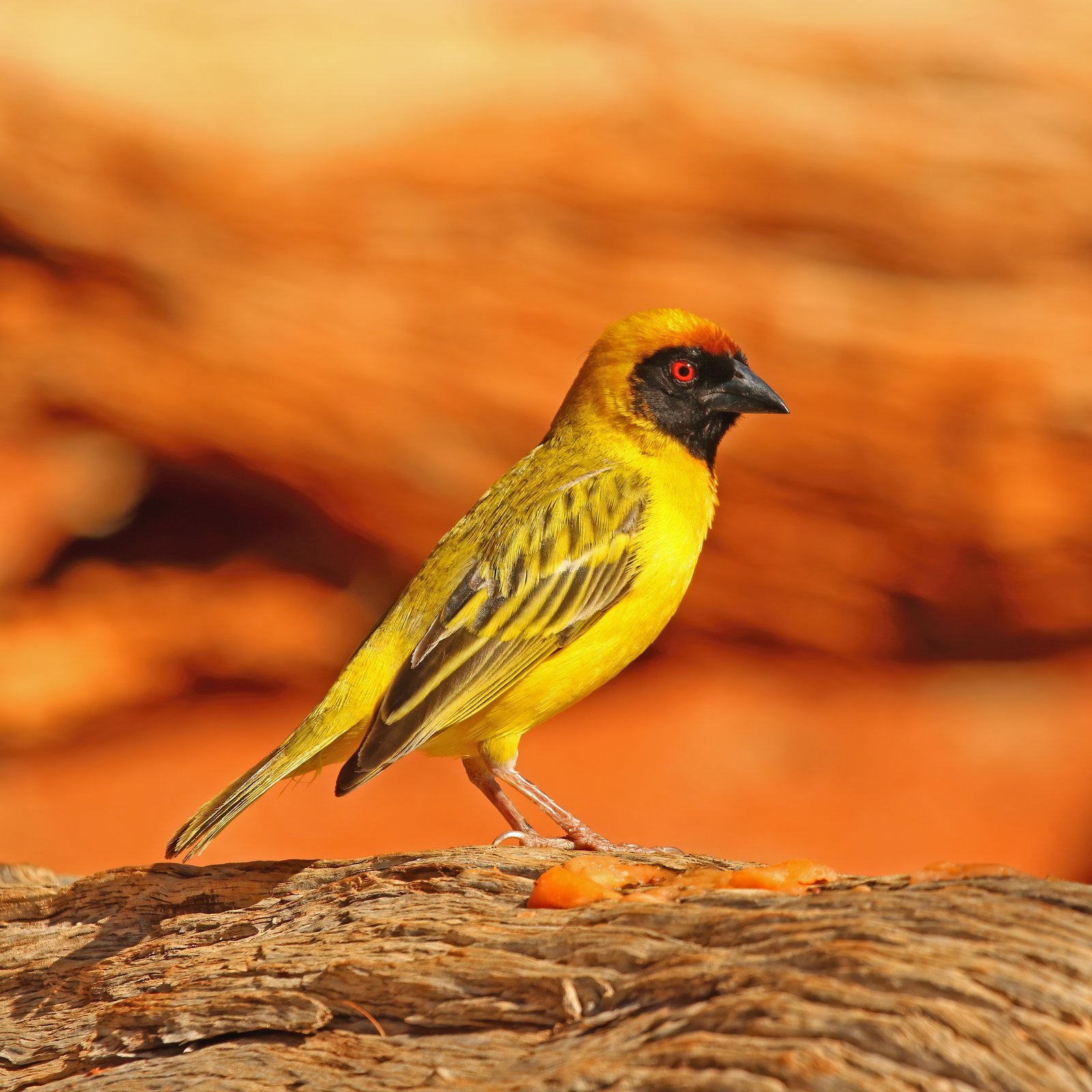 Southern Masked Weaver (Ploceus velatus)