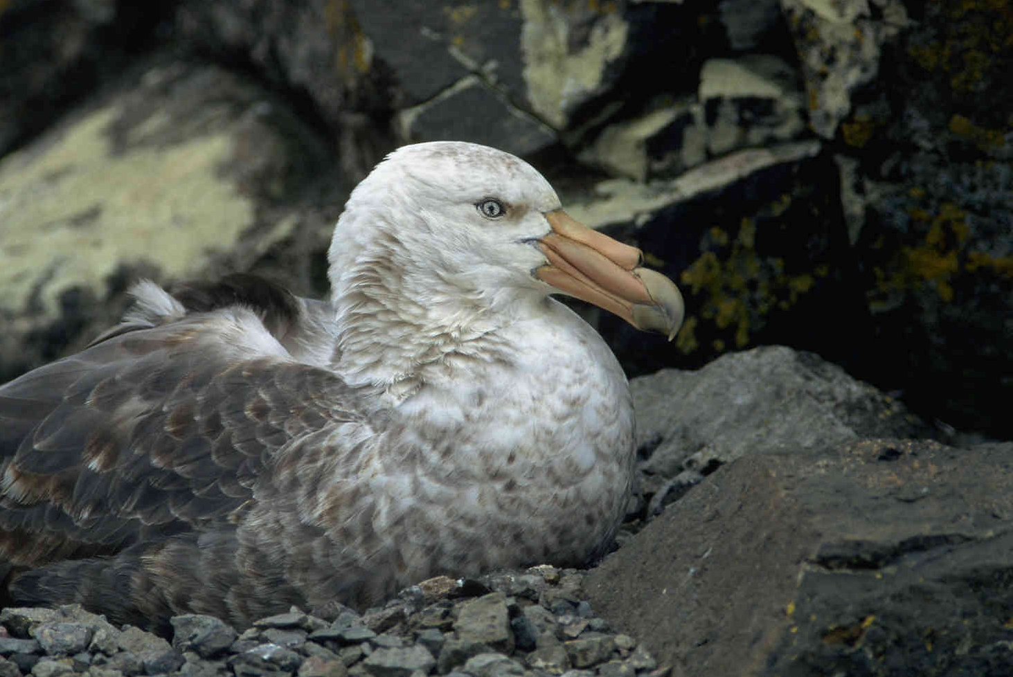 Southern Giant Petrel (Macronectes giganteus)