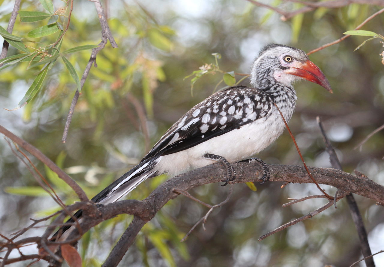 Southern Red-Billed Hornbill (Tockus rufirostris)